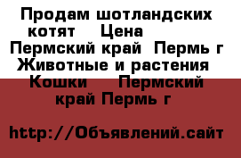 Продам шотландских котят  › Цена ­ 5 000 - Пермский край, Пермь г. Животные и растения » Кошки   . Пермский край,Пермь г.